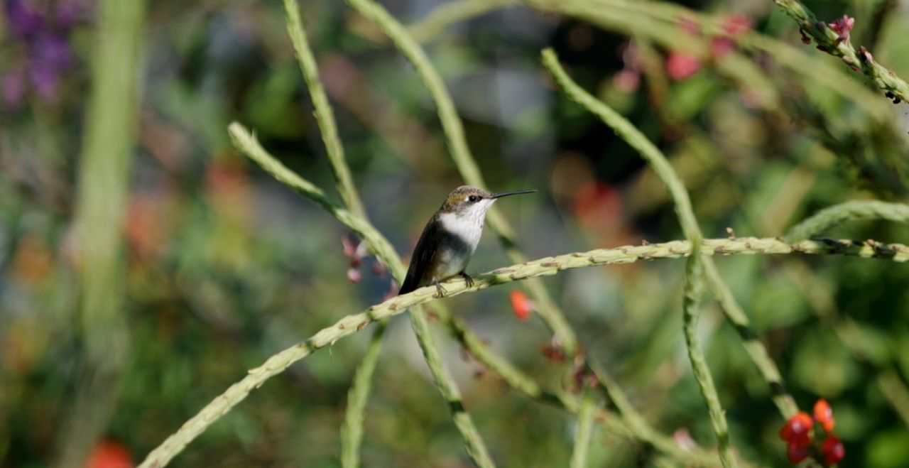 Get It Growing: Attract hummingbirds with beautiful native plants